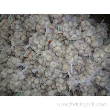 Fresh Normal White Garlic High Quality